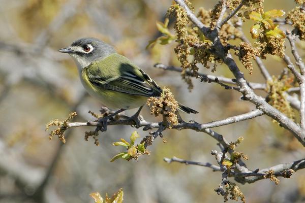 Photo of Vireo atricapilla by Greg Lavaty